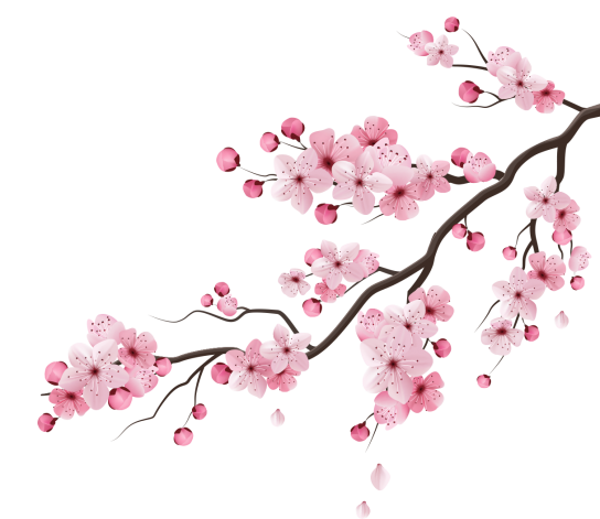 gallery/sakuras